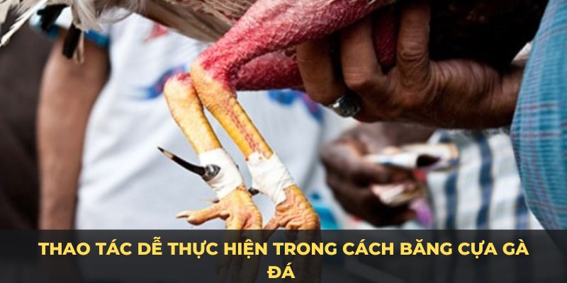 Thao tác dễ thực hiện trong cách băng cựa gà đá 