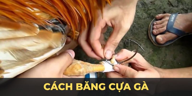 Cách Băng Cựa Gà Đá Giúp Nâng Cao Thành Tích Thi Đấu