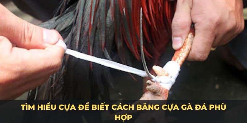 Tìm hiểu cựa để biết cách băng cựa gà đá phù hợp