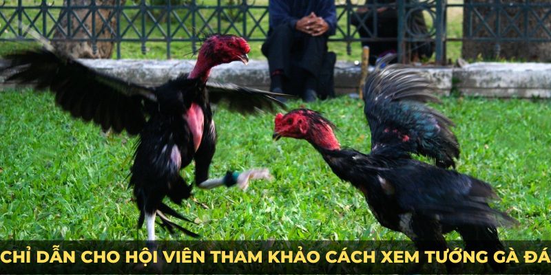 Chỉ dẫn cho hội viên tham khảo cách xem tướng gà đá 