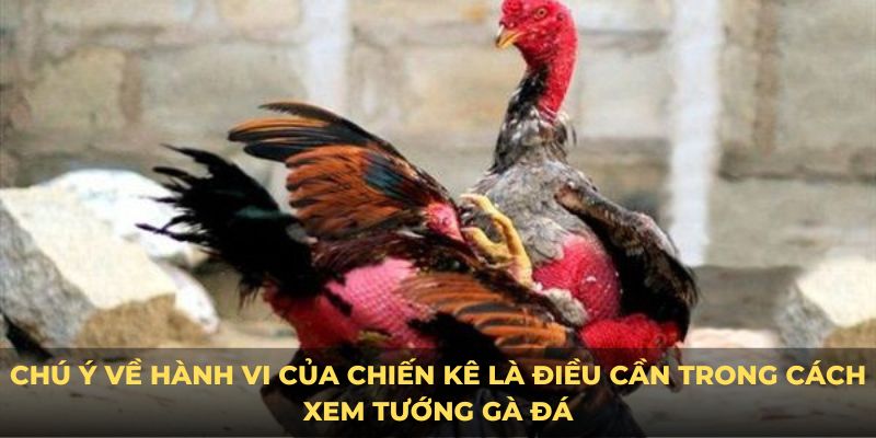 Chú ý về hành vi của chiến kê là điều cần trong cách xem tướng gà đá